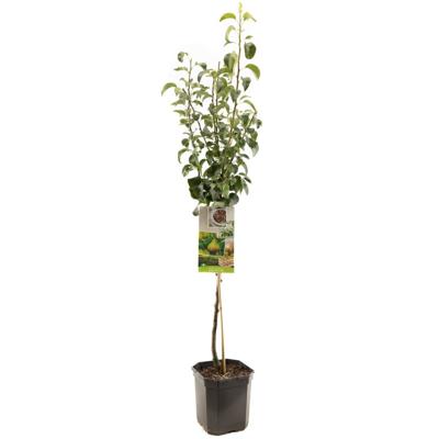 Perenboom pyrus communis Clapps Favourite