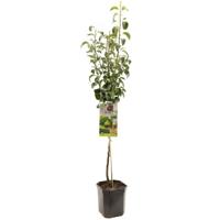 Perenboom pyrus communis Clapps Favourite Perenboom pyrus communis Clapps Favourite
