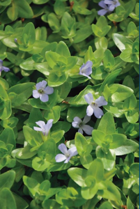 Grote Bacopa / Bacopa caroliniana