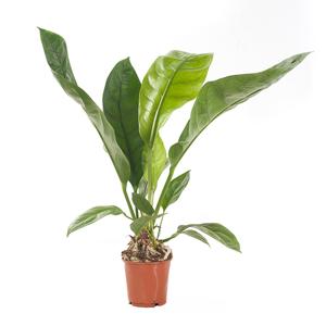 Anthurium Jungle Bush - P 17 cm