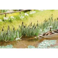 NOCH Laser-Cut minis® 14608 N Laser-Cut minis riet (16 stuks) Lasercut bouwpakket