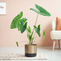 Alocasia Zebrina - Olifantsoor - inclusief Pot Matgoud - P21