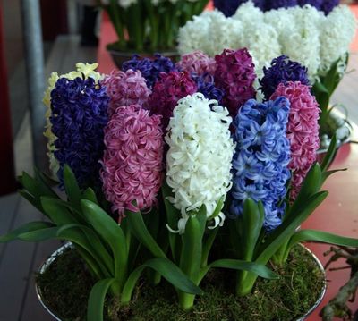 Hyacint Fantasie Mix - Hyacinthus