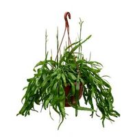 Rhipsalis ramaloris hangplant - thumbnail