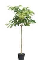 Perzische Slaapboom Albizia julibrissin 425 cm - Warentuin Natuurlijk
