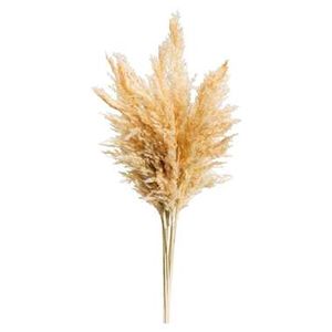 Pampas pluim Vinz - naturel - 75 cm - Leen Bakker