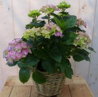 Hortensia in een mand roze - Warentuin natuurlijk