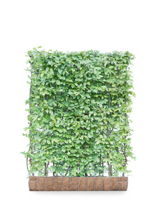 Mobilane Kant en klaar haag Carpinus Betulus Haagbeuk 120x155cm.
