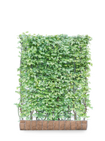 Mobilane Kant en klaar haag Carpinus Betulus Haagbeuk 120x155cm.
