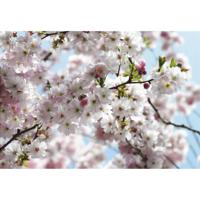 Fotobehang - Spring National Geographic 368x254cm - Papierbehang