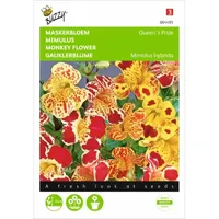 Mimulus, Maskerbloem Queen's Prize gemengd