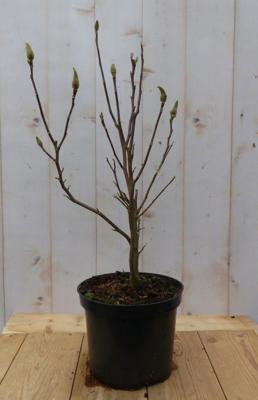 Stermagnolia Magnolia Stellata Tulpenboom 70 cm Warentuin Natuurlijk - Warentuin natuurlijk