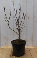 Stermagnolia Magnolia Stellata Tulpenboom 70 cm Warentuin Natuurlijk - Warentuin natuurlijk