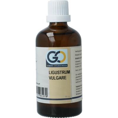 GO Ligustrum vulgare
