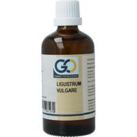 GO Ligustrum vulgare
