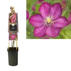 Klimplant Clematis Ville de Lyon - Roze Bosrank