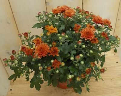 3 stuks! Mini bol chrysant koper - Warentuin natuurlijk