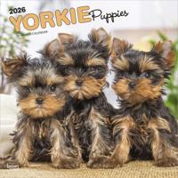 Yorkshire Terrier Puppies Kalender 2026 Yorkshire Terrier Puppies Kalender 2026