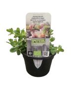 Puur kruiden Mentha suaveolens 'Ananas' - Ananasmunt biologisch