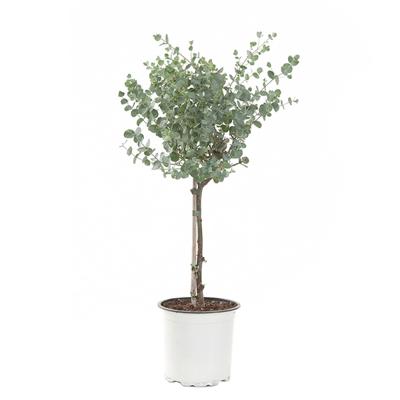 Eucalyptus Gunnii op stam (Gomboom) P 15 cm