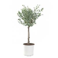 Eucalyptus Gunnii op stam (Gomboom) P 15 cm Eucalyptus Gunnii op stam (Gomboom) P 15 cm