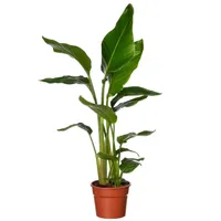 Kamerplant Strelitzia Nicolai 'Paradijsvogelplant'
