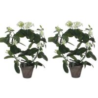 2x stuks stephanotis bruidsbloem kunstplanten wit in grijze sierpot H50 cm x D40 cm - thumbnail