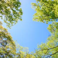 Wolkenplafond Acrylplaat 60x60 cm met Boomprint