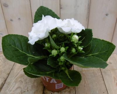 Kamerplant Gloxinia wit - Warentuin natuurlijk