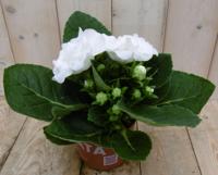 Kamerplant Gloxinia wit - Warentuin natuurlijk