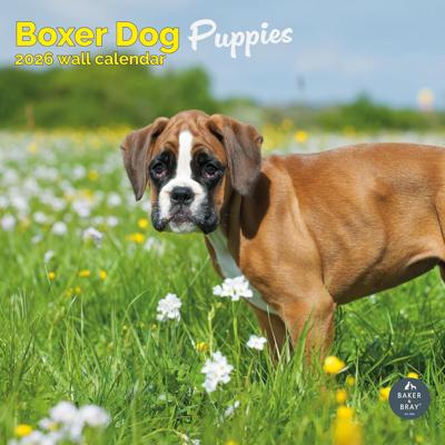 Boxer Puppies Kalender 2026