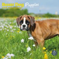 Boxer Puppies Kalender 2026