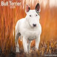 Bull Terrier Kalender 2026