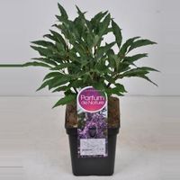 Sering (syringa vulgaris "Nadezhda") - 80-100 cm - 1 stuks - thumbnail