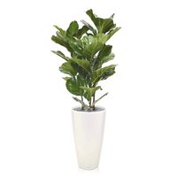 Lyrata kunstplant 95cm - thumbnail