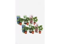 Hortensia pakket - mix van 6