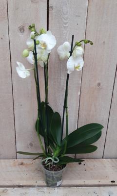 Kamerplant Vlinderorchidee phalaenopsis wit 3 takken - Warentuin natuurlijk