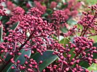 Skimmia