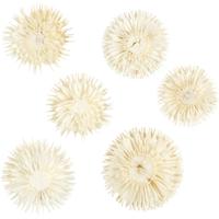 Creativ Company Gedroogde bloemen, d 3-5 cm, 6 stuk/ 1 doos