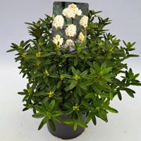 Rhododendron