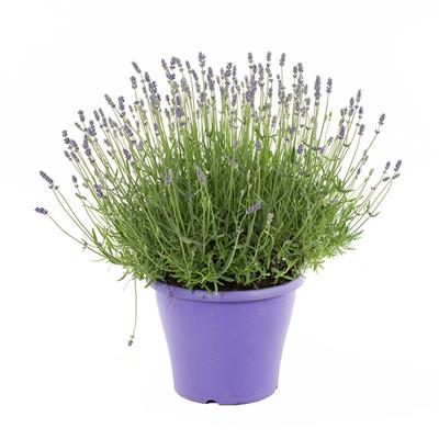 Lavendelplant (Lavandula &apos;Essence Pure&apos;) P 23 cm
