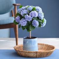 Hortensia Magical op stam (blauw) - Hydrangea Revolution - P14 Hortensia Magical op stam (blauw) - Hydrangea Revolution - P14