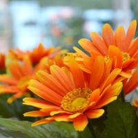 Gerbera kunstplant in pot 30cm - oranje