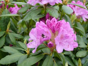 Rhododendron