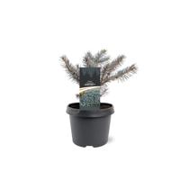 Picea pungens Karpaten pbr 20-25 cm Conifeer - Warentuin natuurlijk