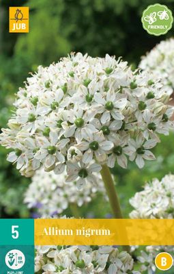 Allium nigrum 5 bollen