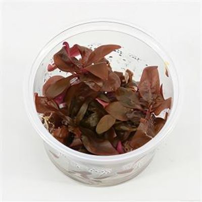 Alternanthera reineckii minima - 3 stuks - aquarium plant