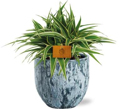 Chlorophytum Ocean - Ø15cm - ↕25cm + Sem Pot D16x14cm - Blauw
