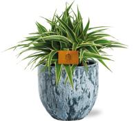 Chlorophytum Ocean - Ø15cm - ↕25cm + Sem Pot D16x14cm - Blauw Chlorophytum Ocean - Ø15cm - ↕25cm + Sem Pot D16x14cm - Blauw
