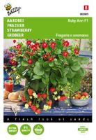 Hangaardbei Ruby Ann F1 roodbloeiend Tuinplus - Buzzy